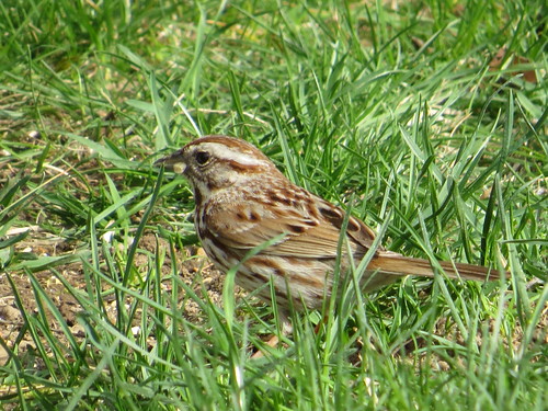 nature birds wildlife indiana sparrows songsparrow westvilleindiana speedyjr westvillein ©2014janicerodriguez