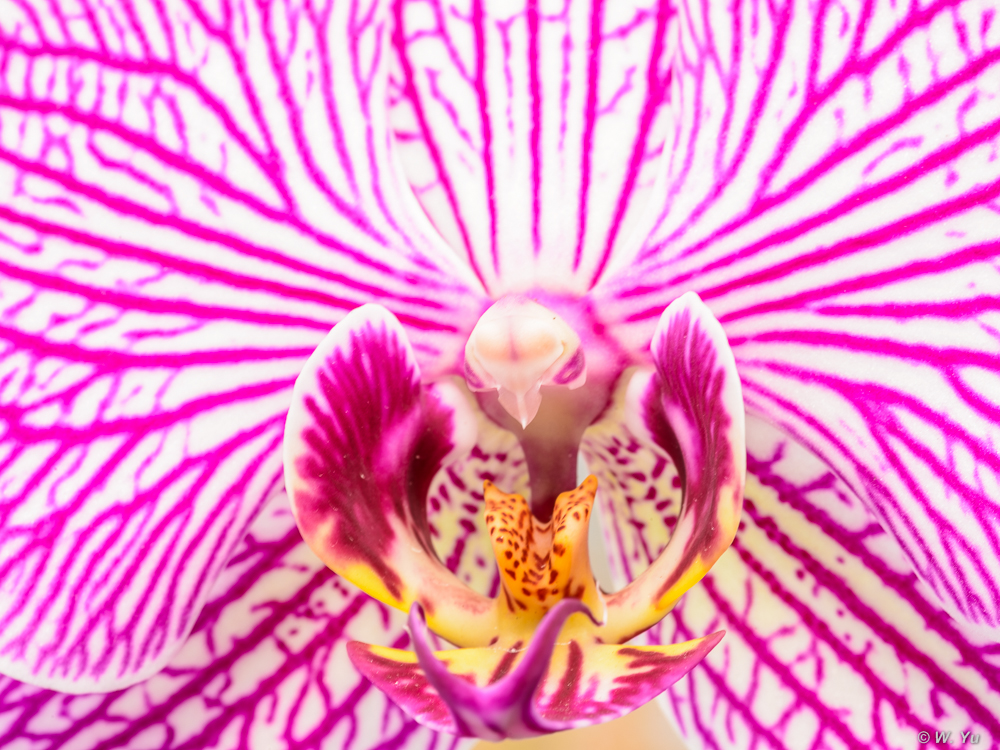 Orchids2015-11