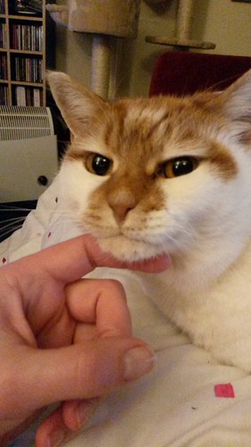 My status in life: cat chin holder.