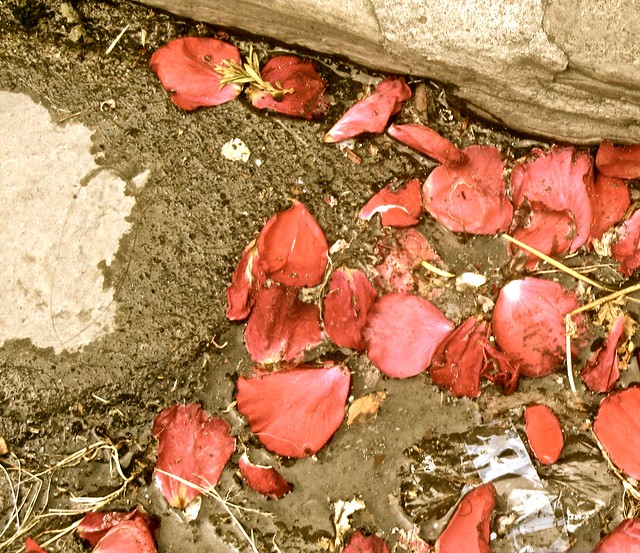 fallen blossoms