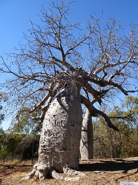 Gregory Tree, via Timber Creek, Northern Territory