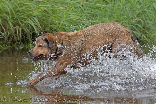 dog netherlands wetdog lutterzand walkingdog