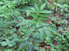 Gangly, sprawling habit
Lenticels
Opposite, pinnately compound leaves