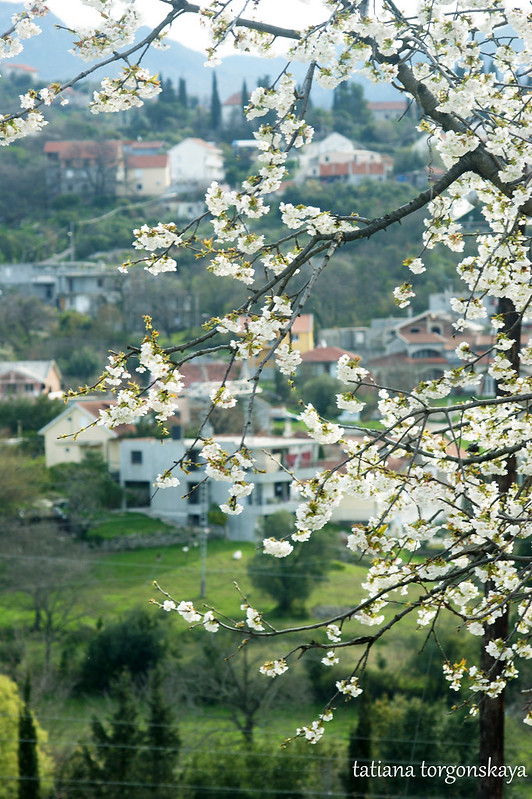 Дерево черешни в цвету
