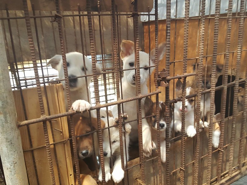 Nami Kim Team tries to shut down dog farm with 300 puppies in Bucheon