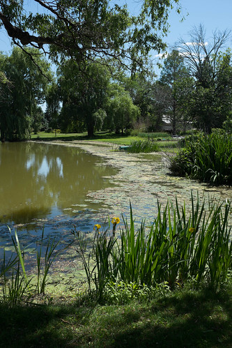 water garden pond cattails irires