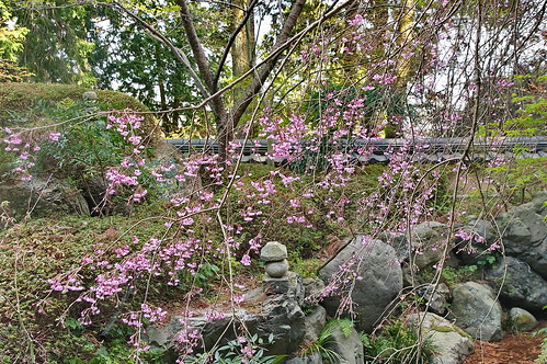 【写真】2013 桜 : 善峯寺/2021-11-23/IMGP0128
