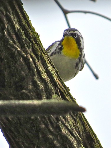 Yellow-throated Warbler at Centennial Park in McLean County, IL 03