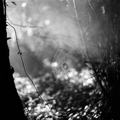 wood trees forest sunrise dawn spiderweb cobweb spidersweb southdowns xtol11 fomapan100 tubb hasselblad500cm wolstonburyhill zeissplanar80mmf28ct