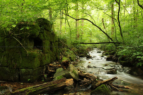 longexposure green nature creek flow woods stream natural cascade wooded cascadefalls georgedickel nicolemariephotography