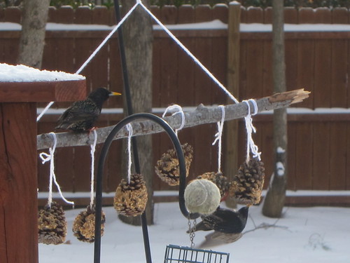 Starlings having breakfast