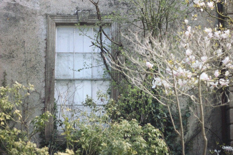 window magnolia tree altamont house