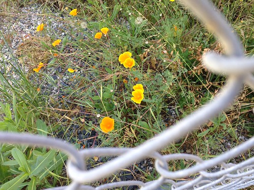 Fenced Poppies