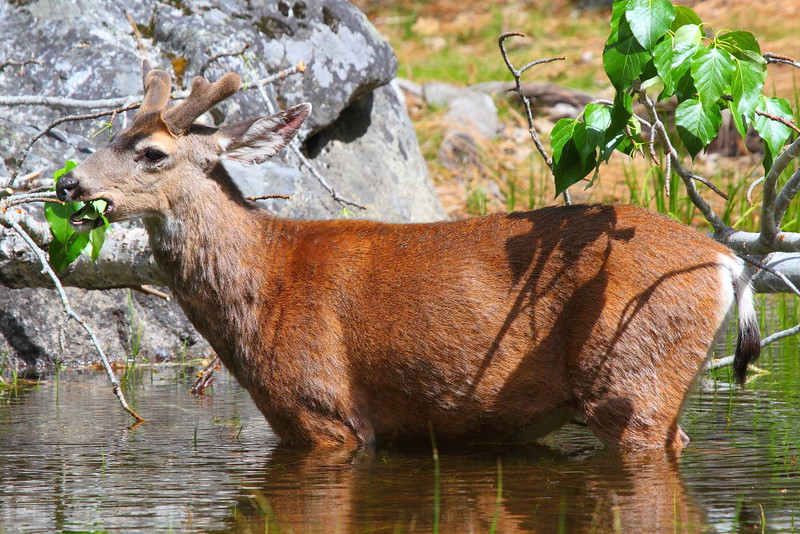 IMG_9403 Mule Deer