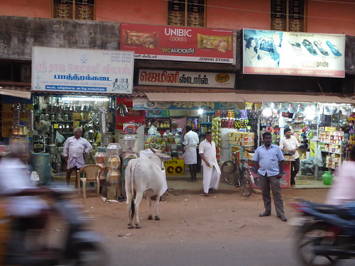 india cow tamilnadu karaikudi