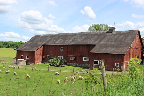 barn quebec farm québec lamb qc estrie easterntownships