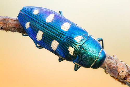 macro insect coleoptera buprestidae kenkopro3002x canon5dmkii sigma18035 zerenestacker