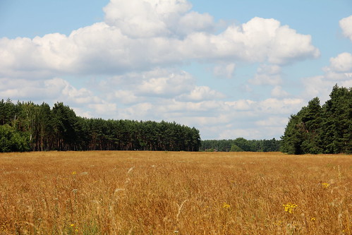 wood trees sky nature field forest canon landscape wheat poland polska crops lowersilesia dolnośląskie dolnyśląsk canoneos550d canonefs18135mmf3556is gwizdanów