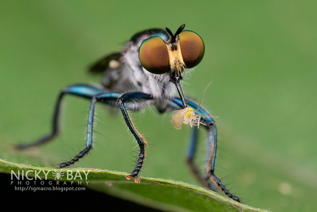 Robberfly (Asilidae) - DSC_5952