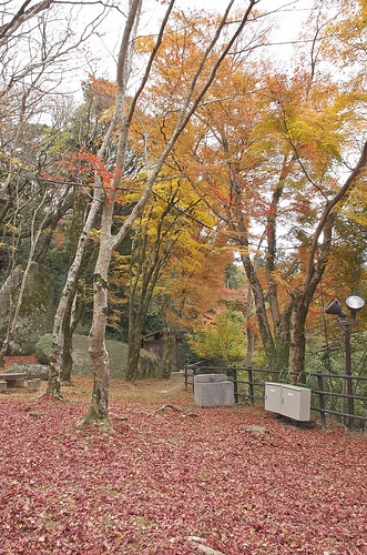 【写真】2013 紅葉 : 笠置山もみじ公園/2021-10-24/IMGP3614