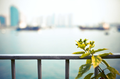 life street city travel autumn light urban hk stilllife seascape canon landscape hongkong eos scenery afternoon silent view bokeh lifestyle snap textures cinematic seashore cityview jh harbourview tsuenwan inmylife 2013 ramblerchannel hkharbourcity withhen