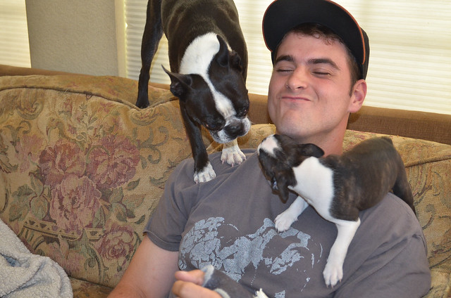A Boston Terrier puppy on the shoulder of a young man licking his face while an adult dog watches.