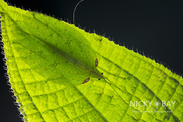 Katydid in backlight (Tettigoniidae) - DSC_1502