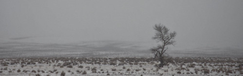 winter snow storm tree montana highway89