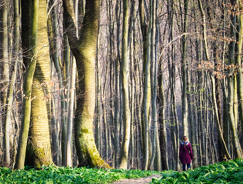 wien wood trees forest österreich path walk