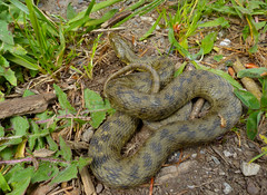 Viperine Snake (Natrix maura) - Photo of Montagnol