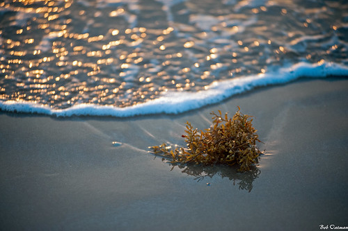 ocean sea seaweed gulfofmexico sunrise southpadreisland