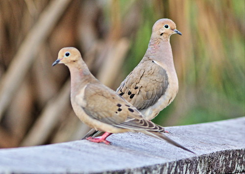 Mourning Doves DPP Processed 20130322