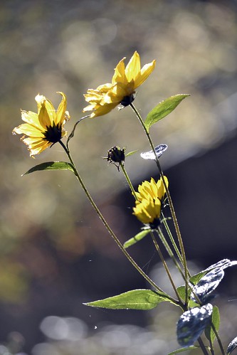 sun flower yellow sunrise scotland nikon autum callander strathyre d3100