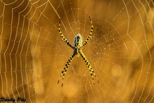 california park county lake garden spider web sonoma petaluma regional tolay