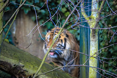 Sumatran Tiger, Edinburgh Zoo