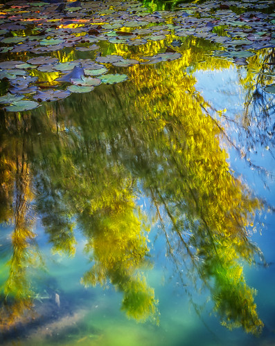california trees reflections garden pond lily sandiego botanic encinitas sdbg