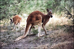 kangourau