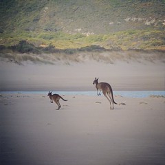 Only in #Australia... #kangaroos on the #beach again!