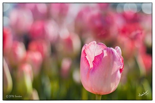 sunset sky color water closeup oregon river portland spring tulips farm or pdx woodenshoe hdr isolated willamette sankar tulipfestival woodburn woodenshoetulipfarm tulipfarm sankarraman msankar
