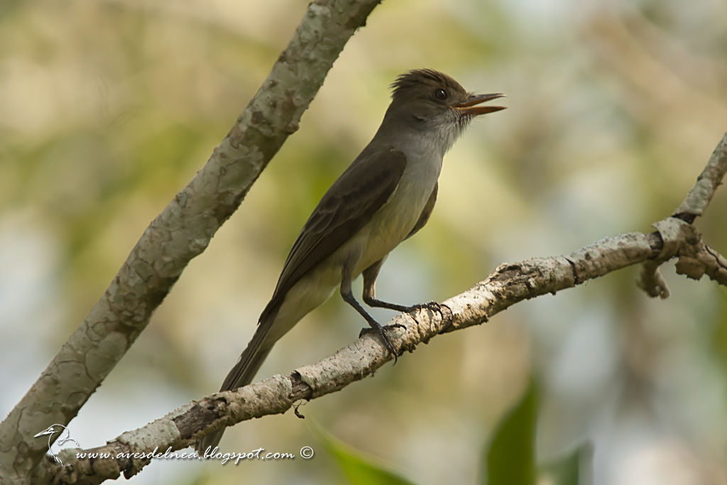 Burlisto pico canela (Swainson´s Flycatcher) Myiarchus swainsoni