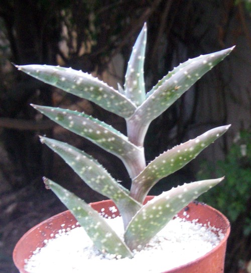 Aloe arenicola 16175578867_2dcced6a21_o