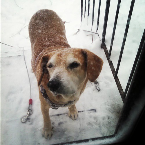 Even SNOWphie wants back inside!!! Coming down at 3" an hour... #dogstagram #instadog #Blizzard #newhampshire #snow #houndmix #oldManWinter