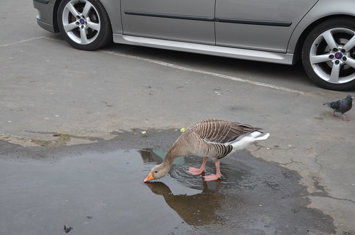 Geese in York Mar 16 (3)