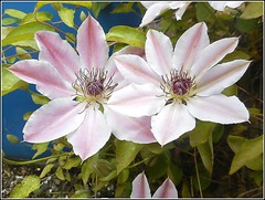 Clematis Flowers ..