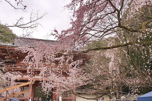 【写真】2013 桜 : 醍醐寺/2021-10-20/IMGP9067