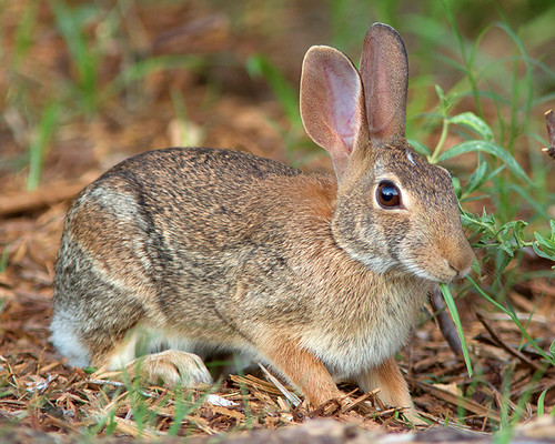 rabbit mammal texas cottontail sylvilagusfloridanus bexarcounty easterncottontailrabbit medinarivernaturalarea