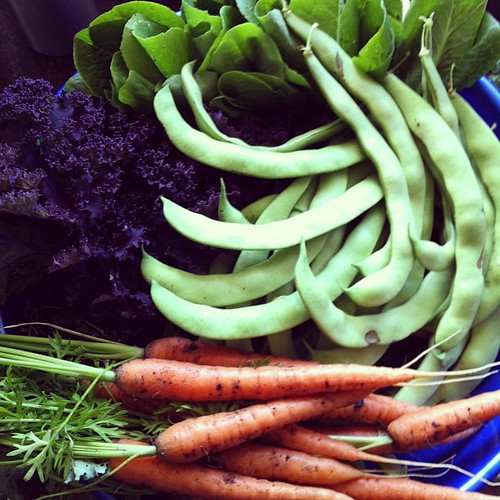 Harvesting dinner: baby romaine, green beans, carrots & kale.