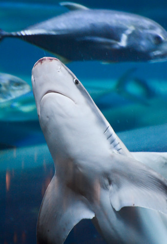 water pool shark tank lasvegas slide lasvegasvacation 93793499n00