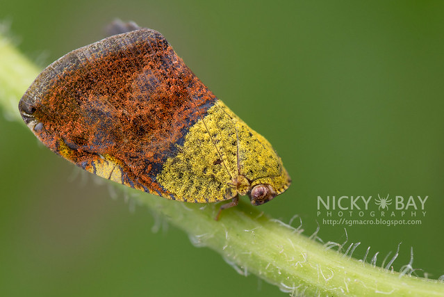 Moth-Like Planthopper (Ricarniidae) - DSC_3195