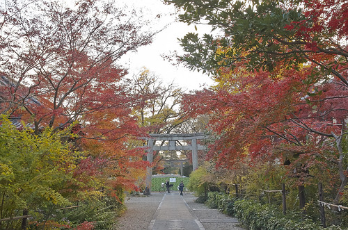 【写真】2013 紅葉 : 梨木神社/2020-09-17/IMGP4287